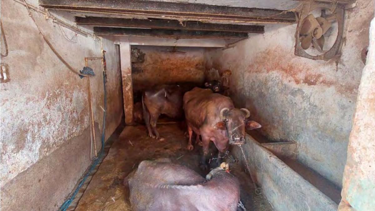 ‘Milk containers kept open, exposed to flies’ shocking hygiene